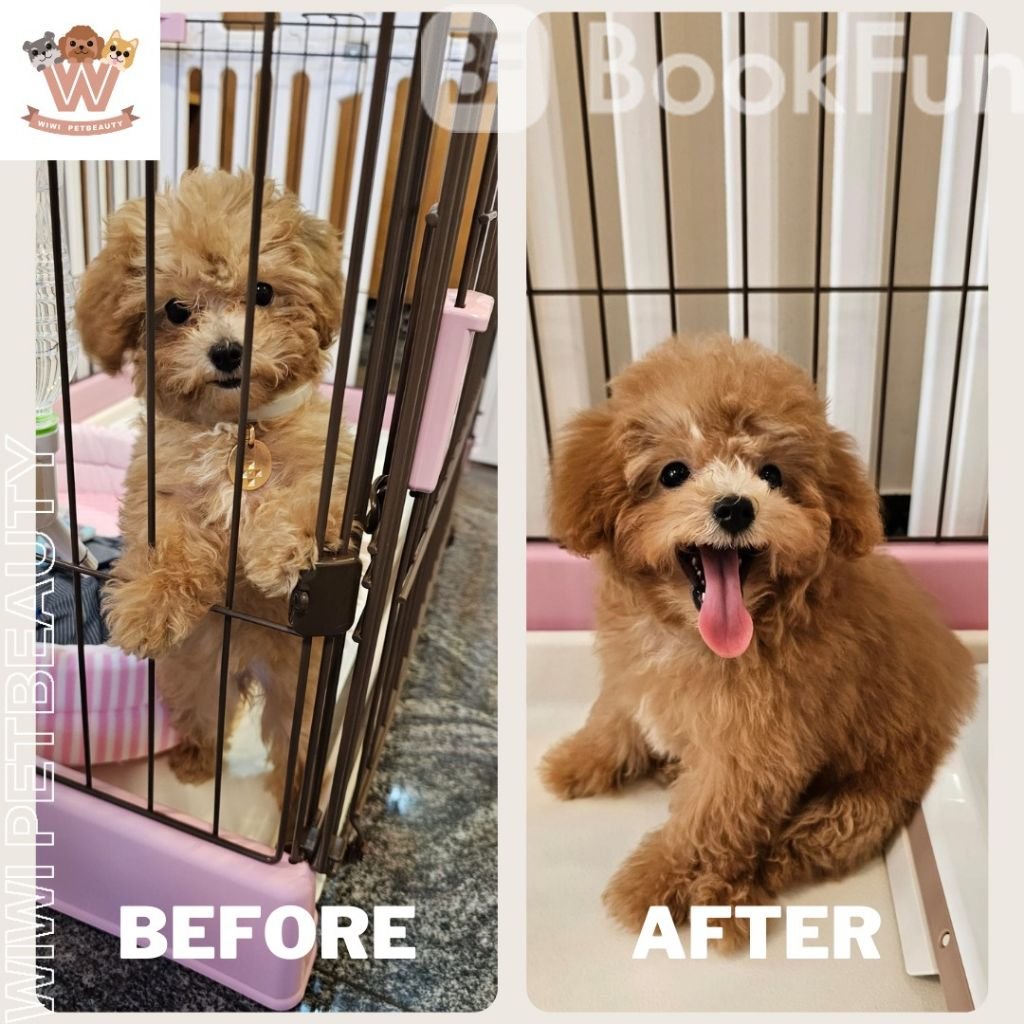 wiwi.petbeauty, why not treat your furry friends to a refreshing grooming session and give them a comfortable makeover with our five-star service? Book now with wiwi.petbeauty and create an unforgettable experience for you and your beloved pets! 🐶🐱