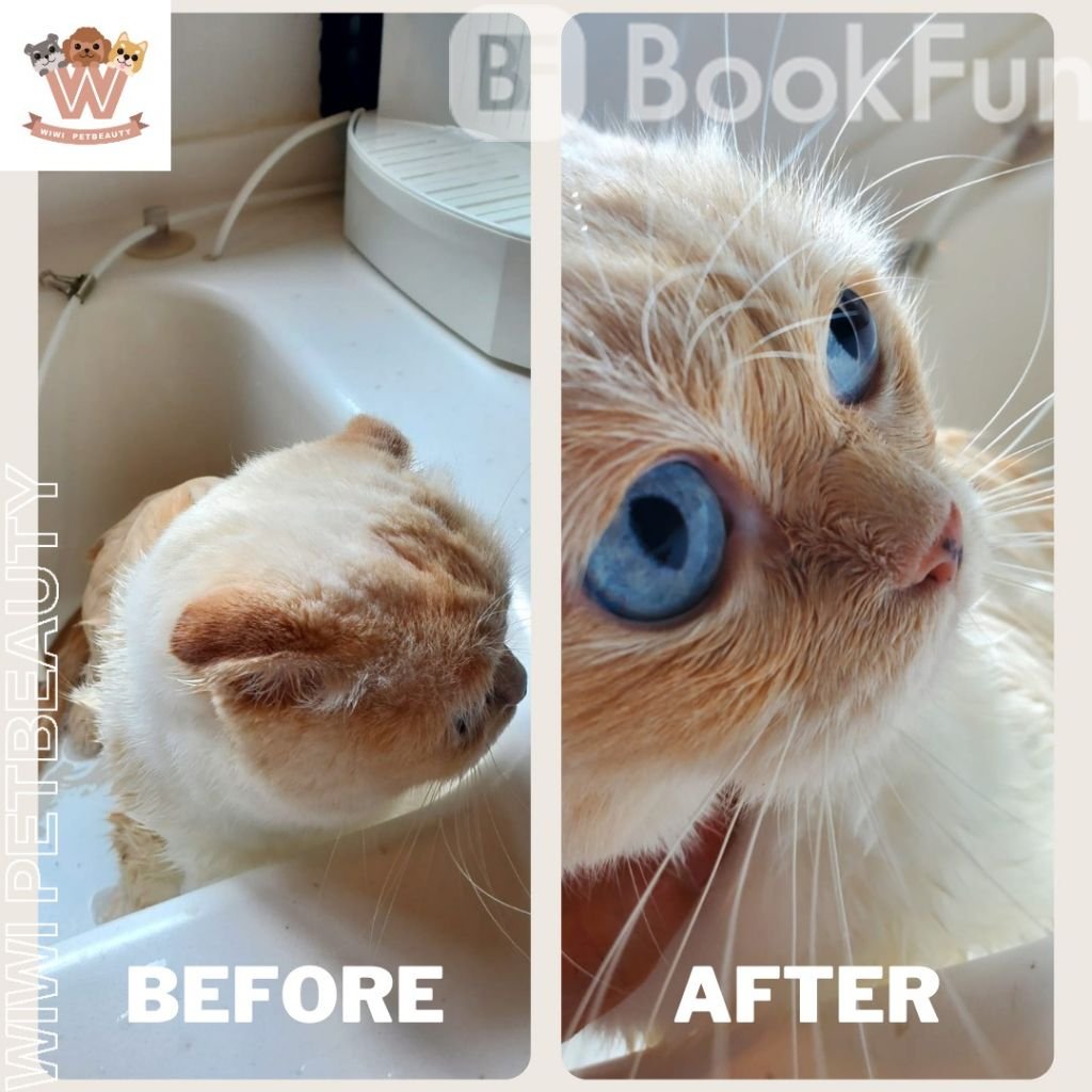 wiwi.petbeauty, why not treat your furry friends to a refreshing grooming session and give them a comfortable makeover with our five-star service? Book now with wiwi.petbeauty and create an unforgettable experience for you and your beloved pets! 🐶🐱