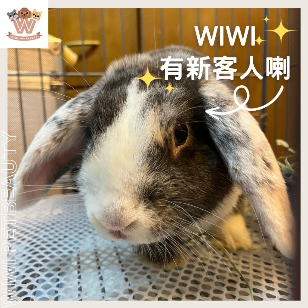 wiwi.petbeauty